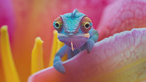 Colorful Gecko